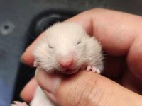 How long does it take for hamsters to be weaned?