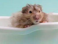 Can hamsters swim?