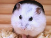 Will hamsters freeze to death?