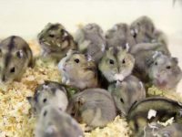 How to take care of hamsters after giving birth?