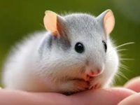 Can hamsters bask in the sun?