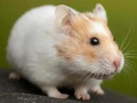 Are hamsters and mice the same species?