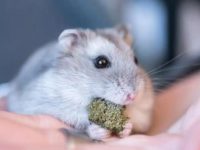 Can hamsters eat apples?