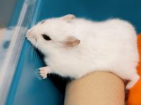 What are the characteristics of hamsters?