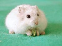 What foods should hamsters not eat?