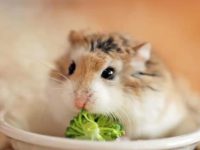 What can't hamsters do?