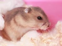 The manifestation of hamster estrus