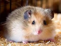 Do hamsters sleep in the dark?