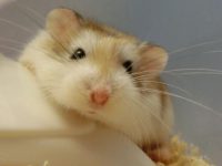 What can be used as a substitute for hamsters without sawdust?