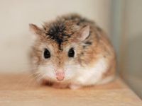 Will hamsters die without padding?