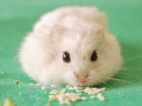 What if hamsters don't have padding?