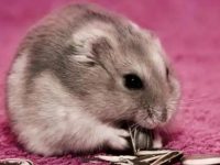 How often do hamsters feed water?