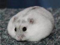 How often do hamsters take a bath?