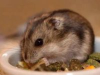 How long does it take for hamsters to be weaned?