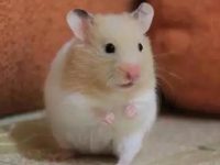 What do hamsters eat after weaning?