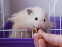 Can hamsters drink milk?