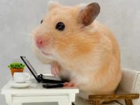 What should be done to the mother hamster after weaning?