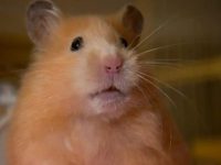 What should I do if a hamster gets sick?