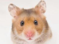 Can hamsters heal on their own when they are sick?