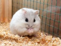 Hamster feeding tips