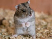 How to raise a hamster baby?