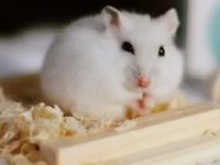 How long can a hamster baby be touched?