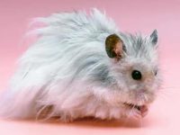 How to take care of newborn hamsters?