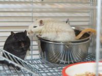 Pet mice vs hamster