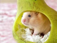 What do you need to have a pet hamster?