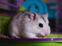 Best type of pet hamster