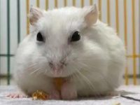 Can you kiss your pet hamster?