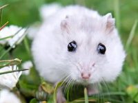 How long does a hamster live as a pet?