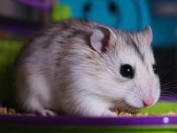 What's the best hamster to have as a pet?