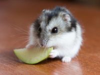 What is a better pet a hamster or guinea pig?