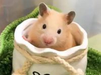 Why a hamster is a good pet?