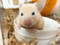 What kind of hamster makes the best pet?