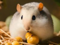 How to take care of your pet hamster