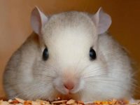 What is the best hamster to have as a pet