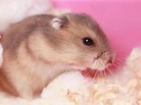 Where do hamsters live in the wild?