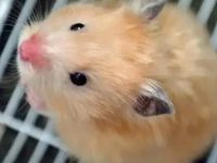 Where do hamsters come from?
