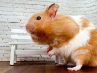 Syrian hamster lifespan