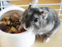 Are hamsters nocturnal?