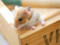 Is a hamster a rodent?