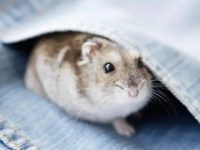 Where do wild hamsters live?