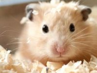 Hamster life expectancy