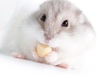 How long do dwarf hamsters live?