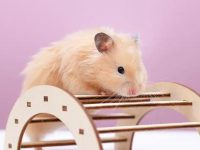 Are there wild hamsters?