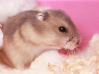 Where do hamsters live?