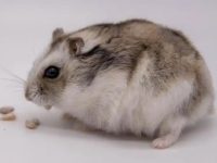 Do hamsters have tails?