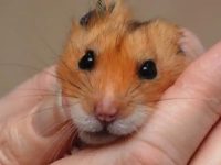Do hamsters live in the wild?